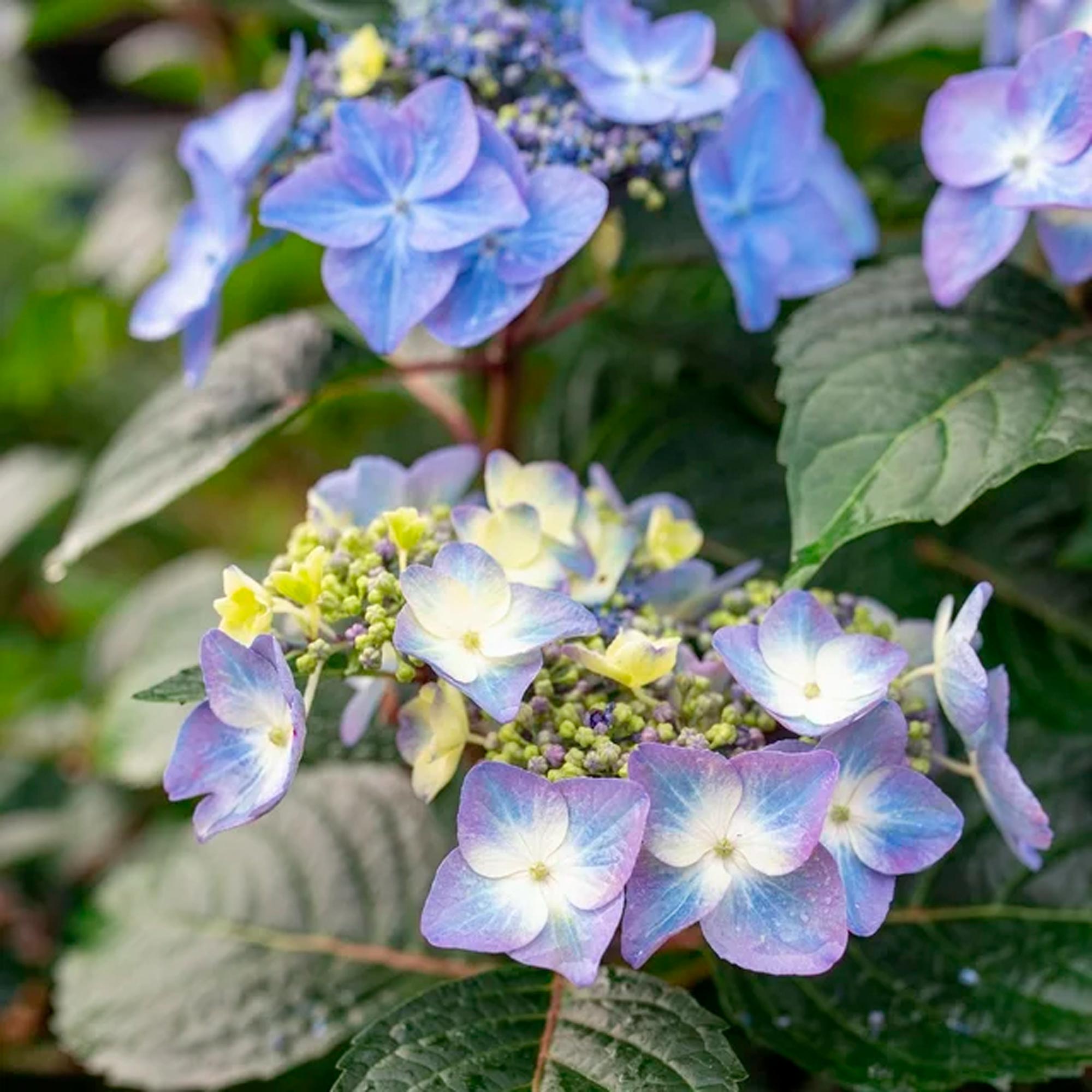 Endless Summer Hydrangea Pop Star Live Shrub (2 Gallon) – Image 2